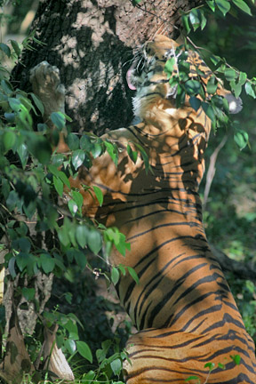 tiger licking tree