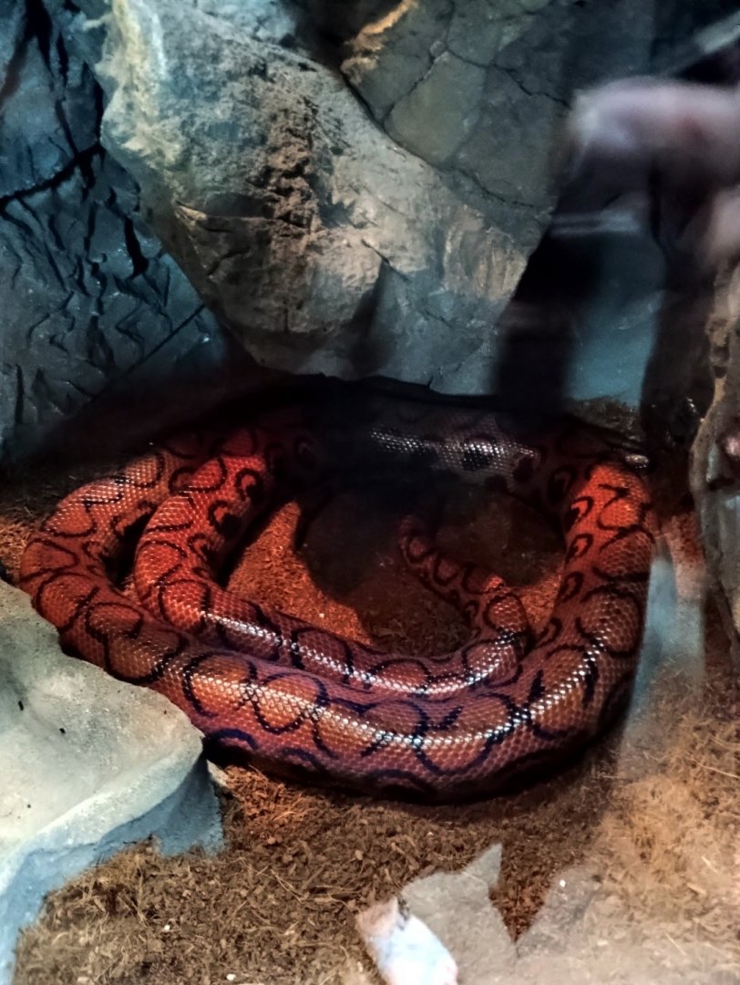 Tiger Lily the Brazilian Rainbow Boa (6/21/25)