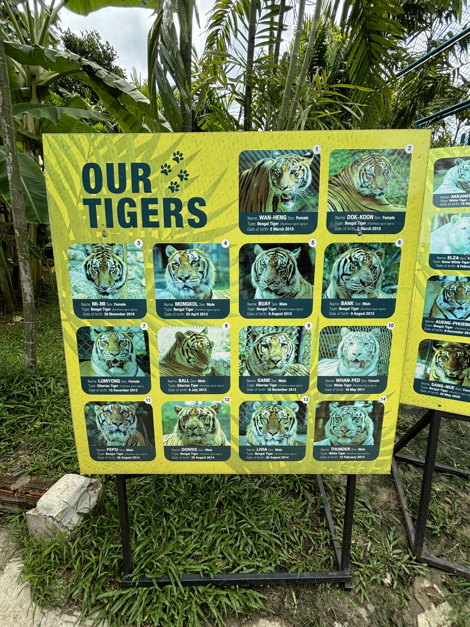 Tiger List - 1 of 2 photos