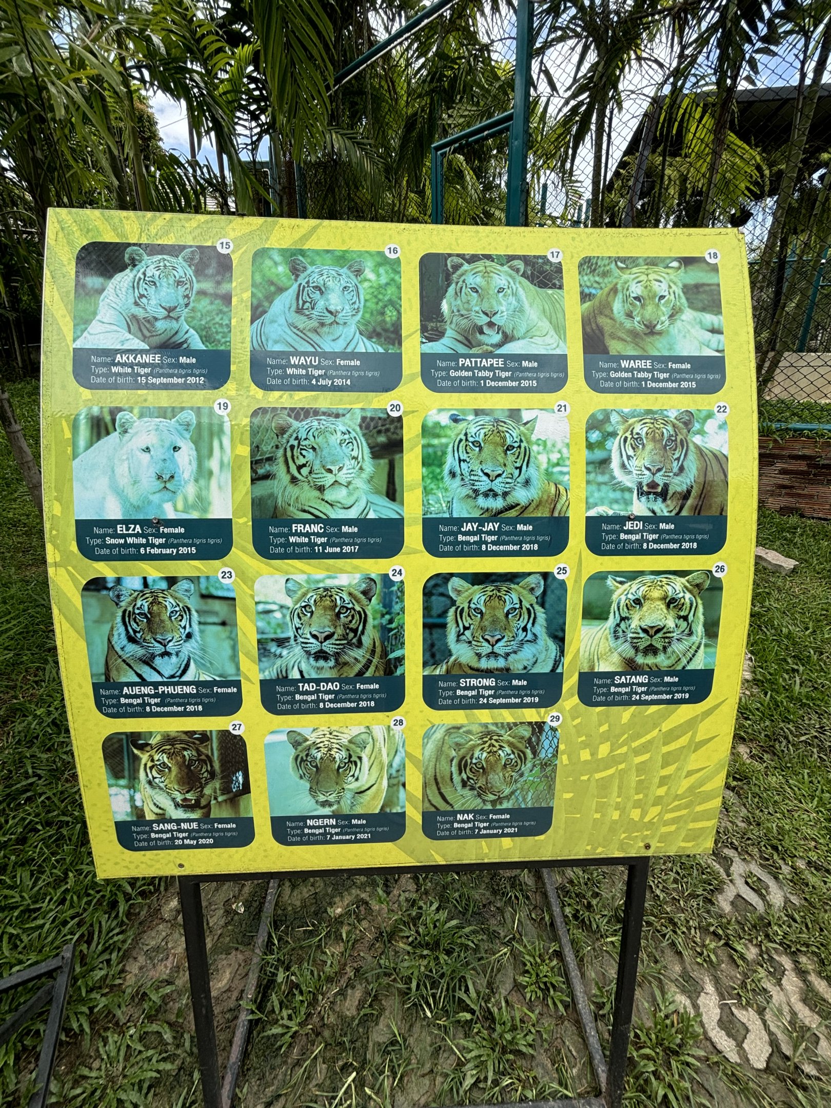 Tiger List - 2 of 2 photos