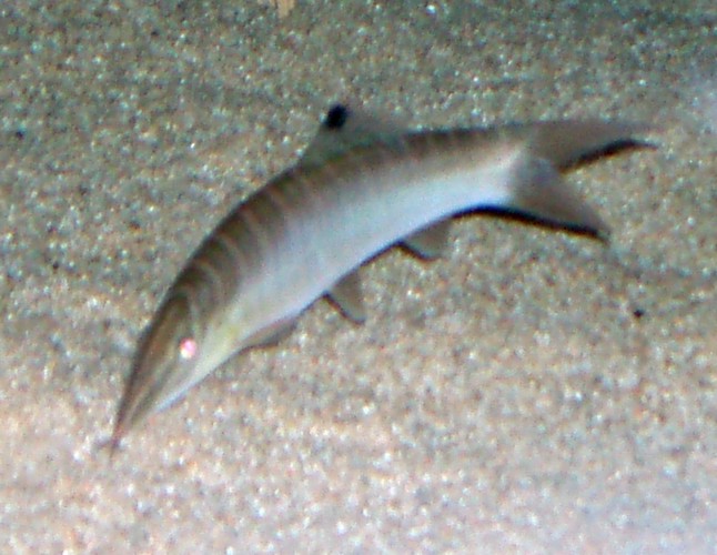 Tiger Loach (Syncrossus hymenophysa)