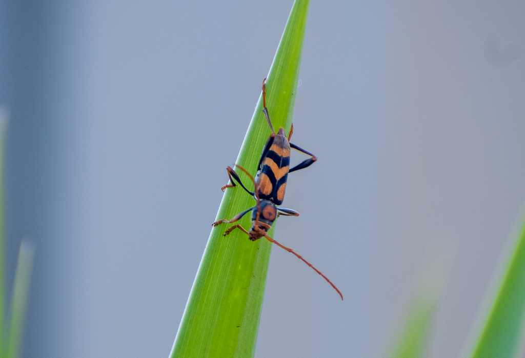 Tiger Longhorn, Aridaeus thoracicus