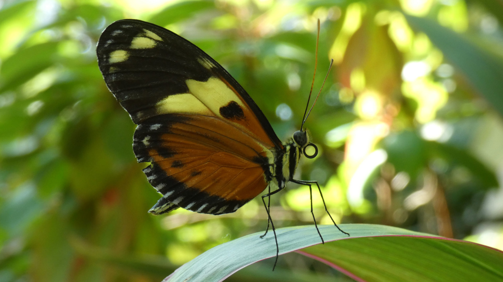 Tiger Longwing Butterfly(?), Butterfly & Insect Pavilion - Oct. 2022