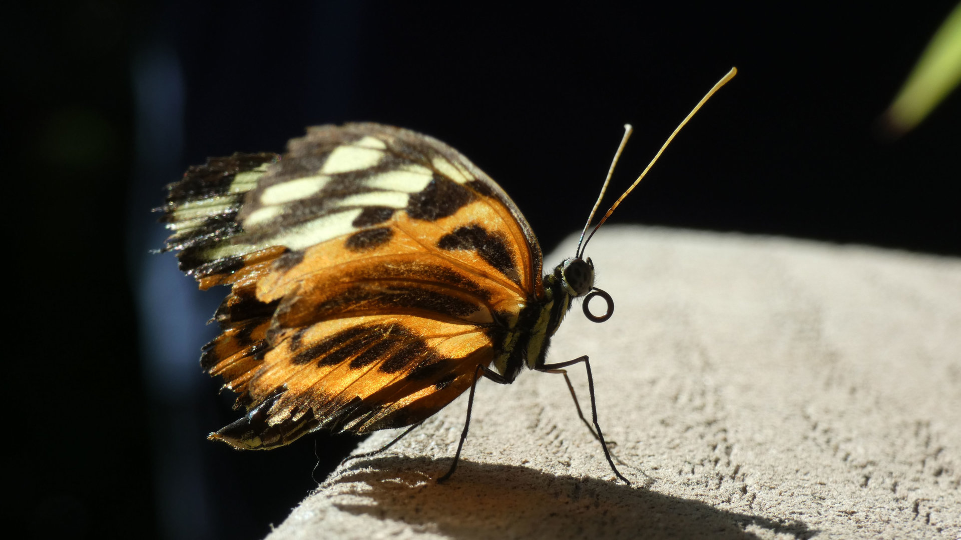 Tiger Longwing Butterfly(?), Butterfly & Insect Pavilion - Oct. 2022