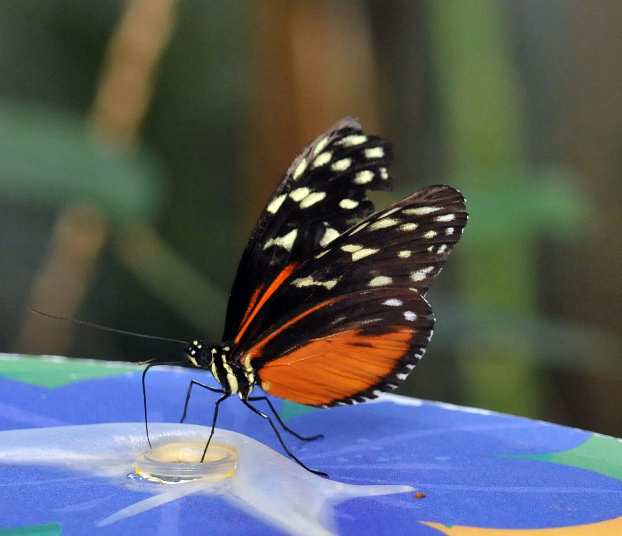 Tiger longwing butterfly
