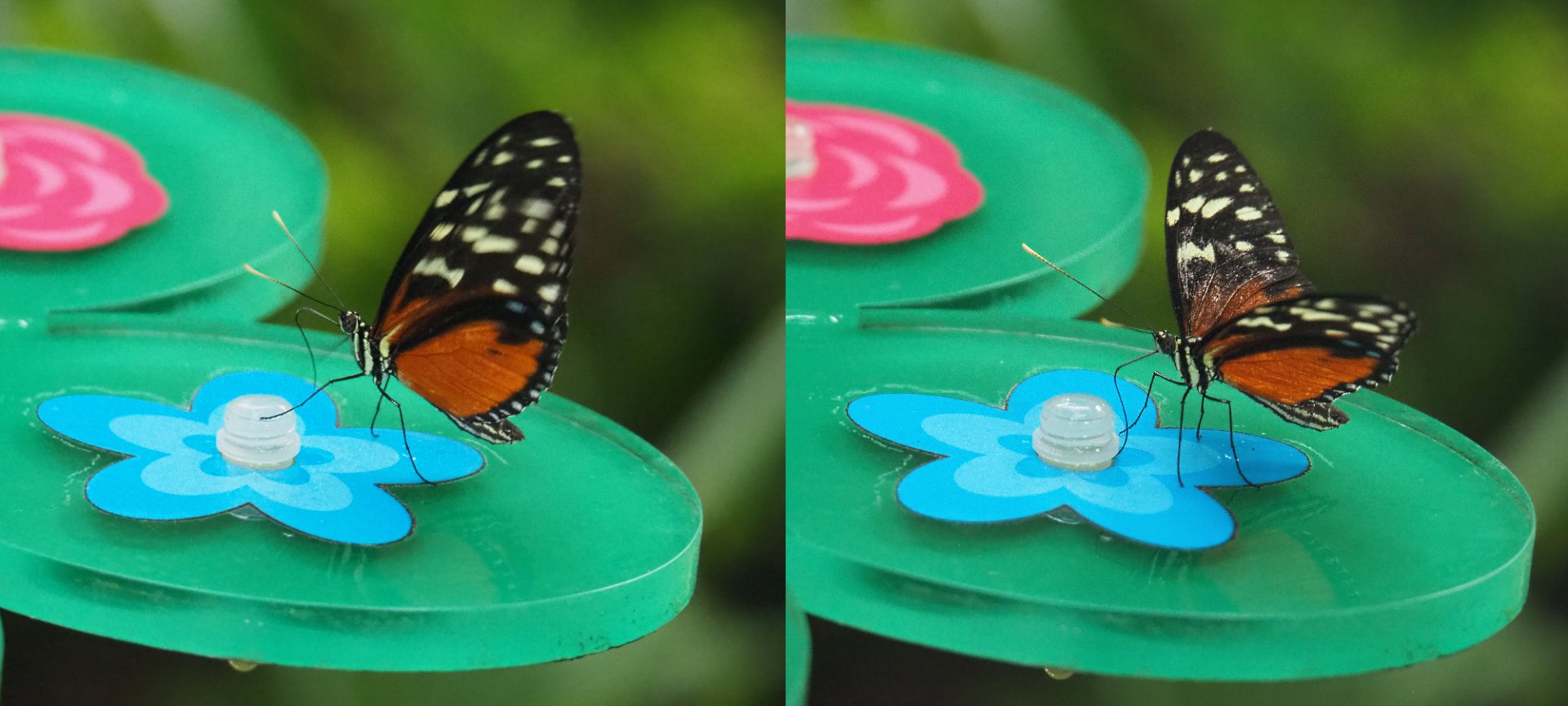 Tiger longwing (Heliconius hecale), 2020-06-28