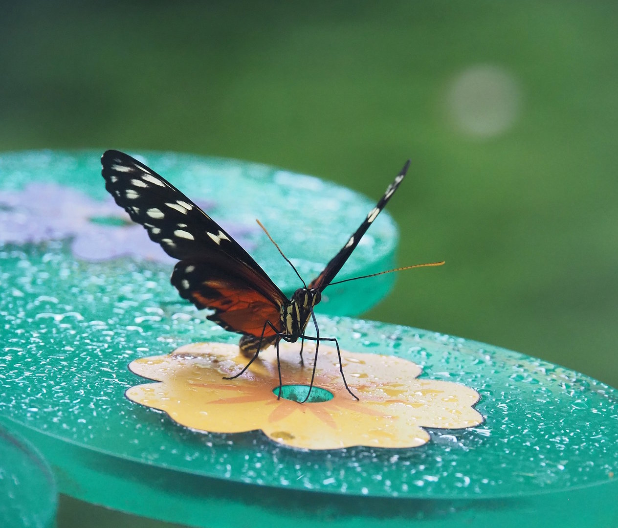 Tiger longwing (Heliconius hecale), 2022-09-04
