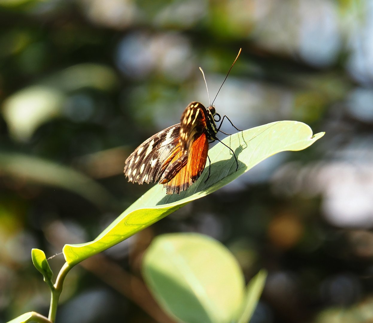 Tiger longwing (Heliconius hecale), 2025-05-17