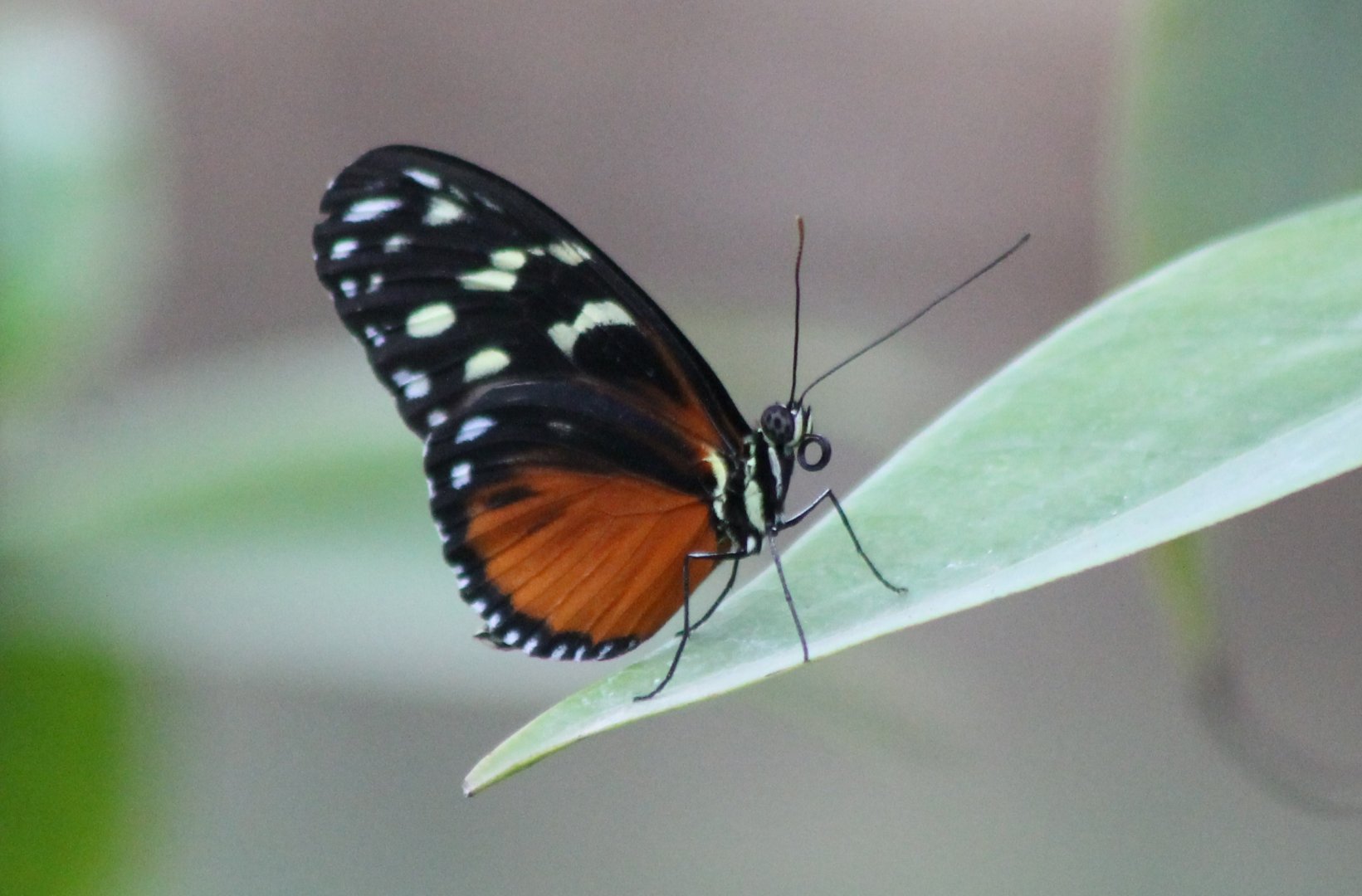 Tiger longwing (Heliconius hecale)