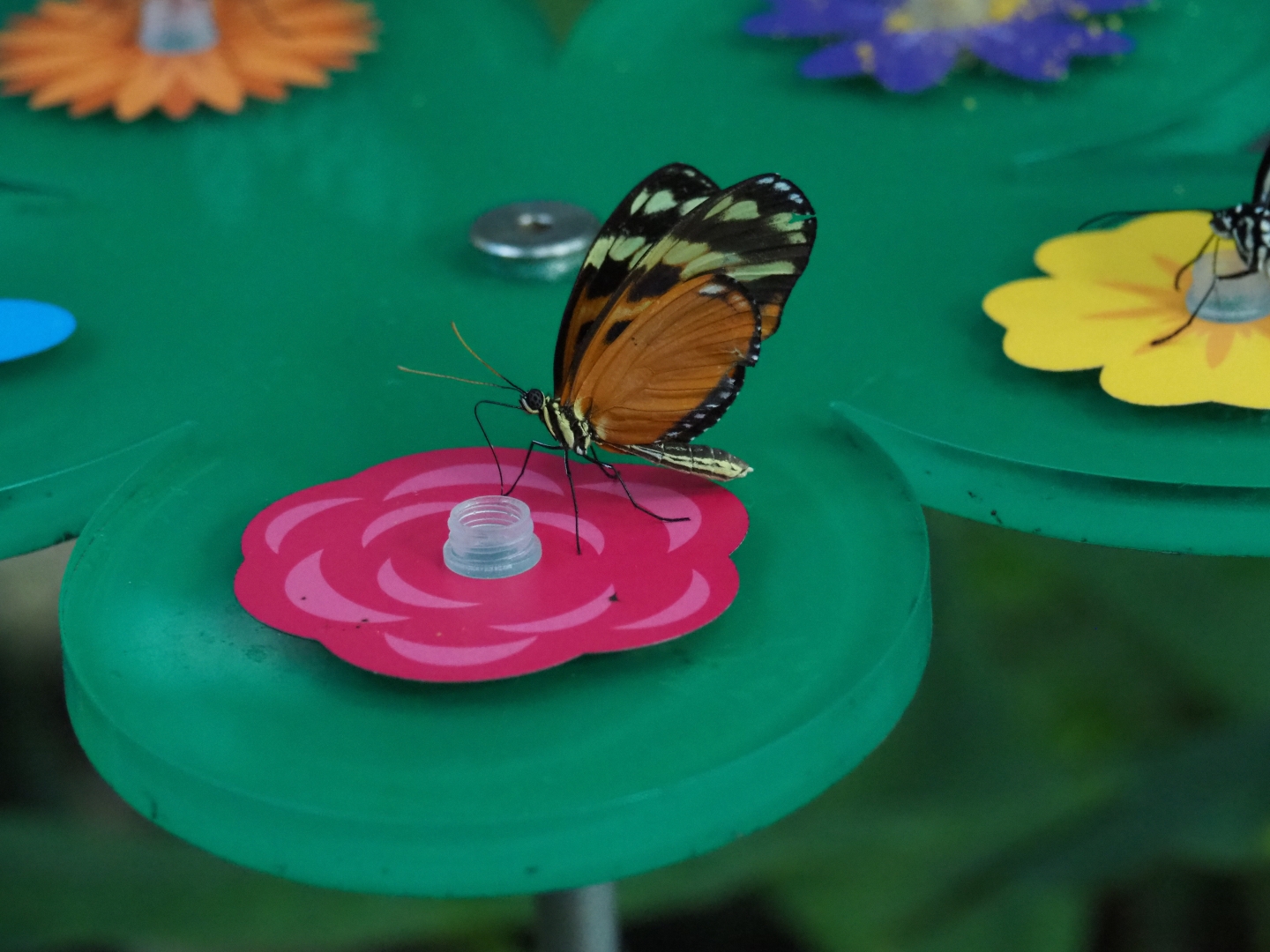 Tiger longwing (Heliconius hecale)