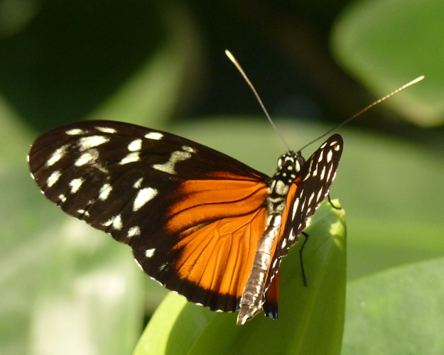 Tiger longwing (Heliconius hecale)