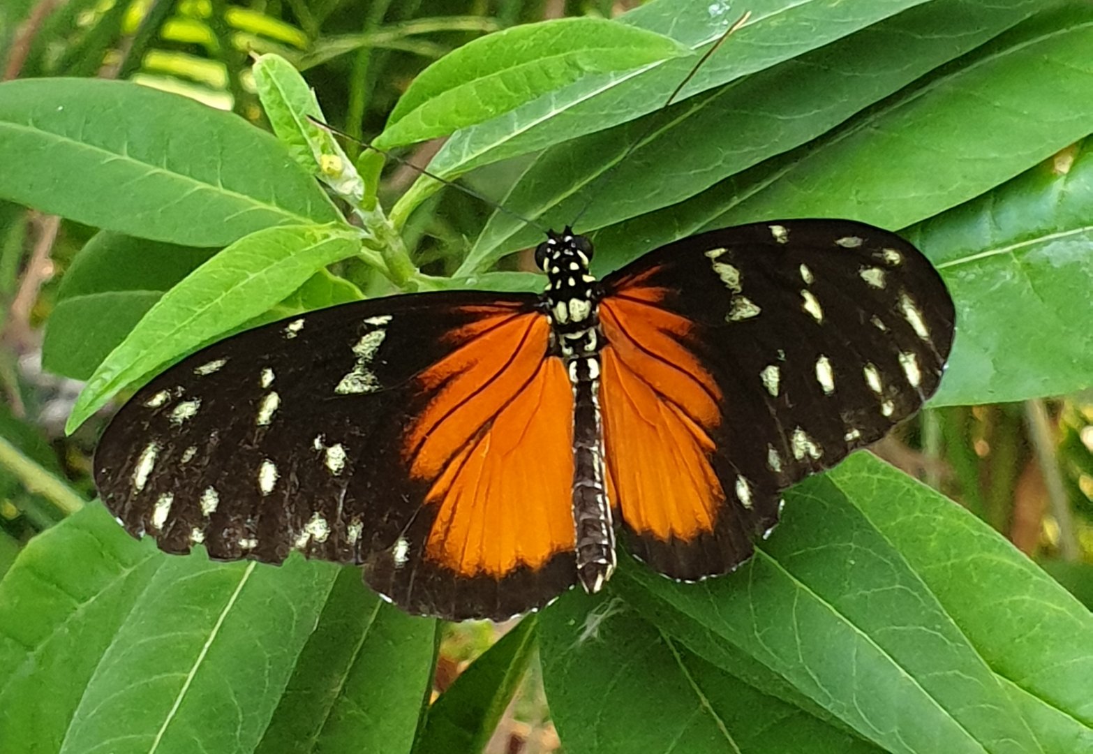 Tiger longwing - Heliconius hecale