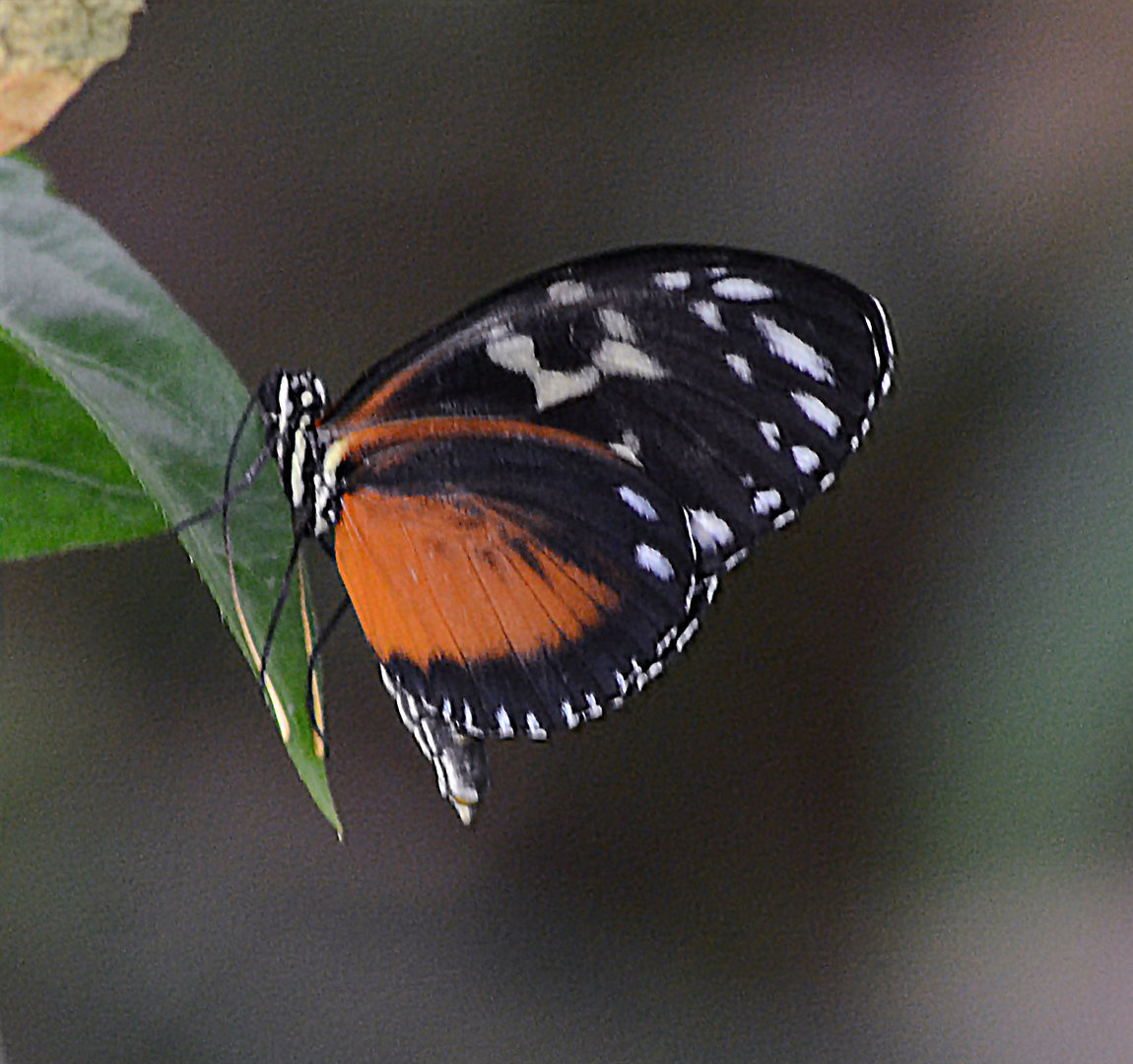 Tiger longwing, Heliconius hecale.