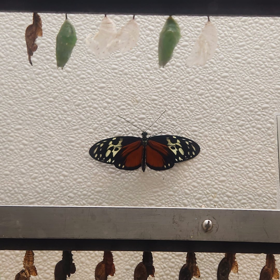 Tiger Longwing (Heliconius hecale)