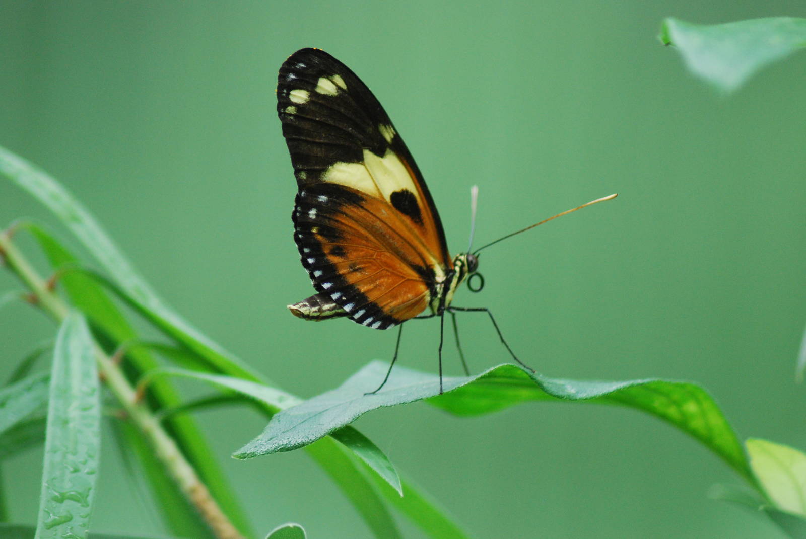 Tiger Longwing (Heliconius ismenius)