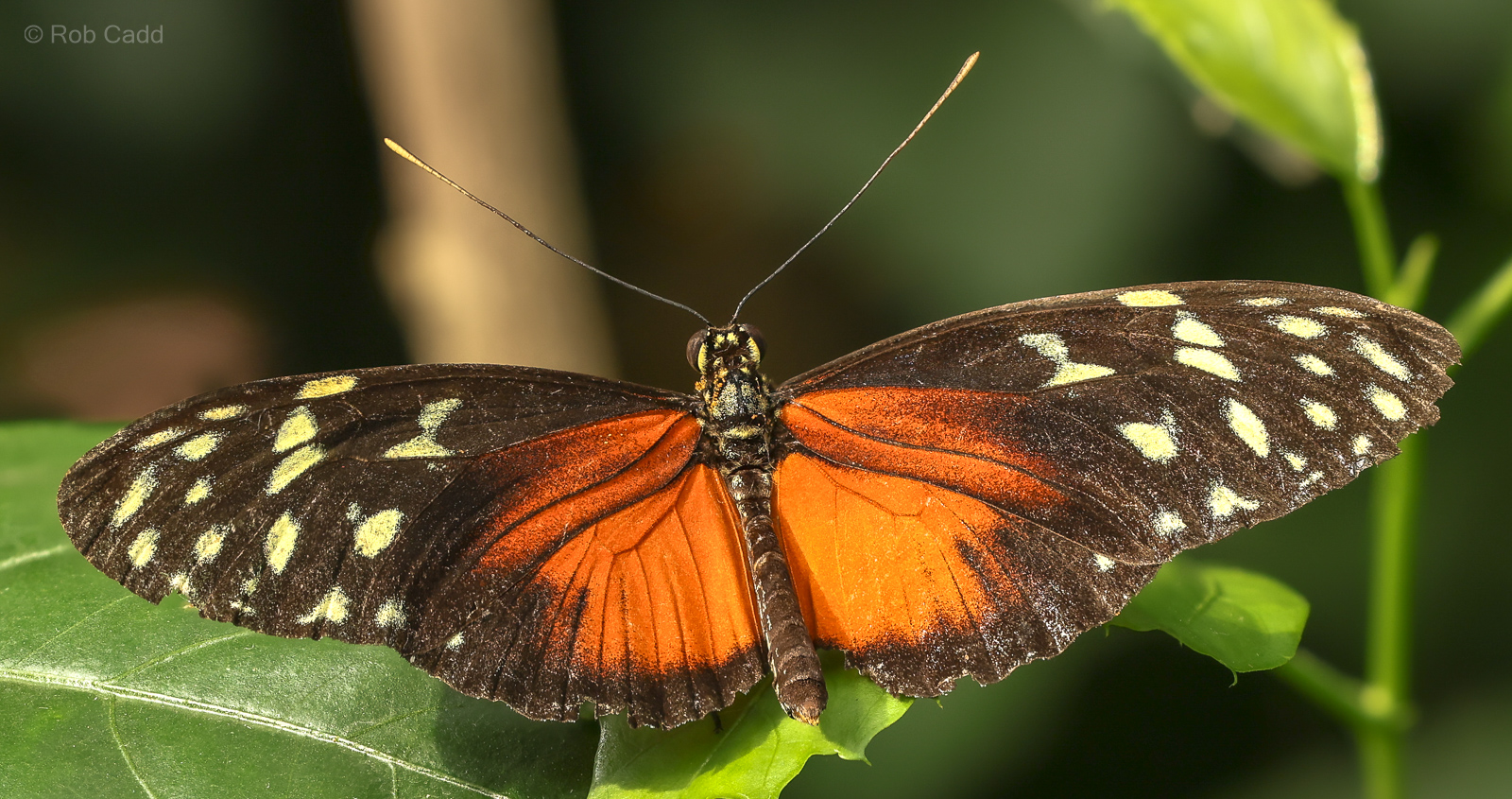 Tiger longwing : Whipsnade : 24 May 2024