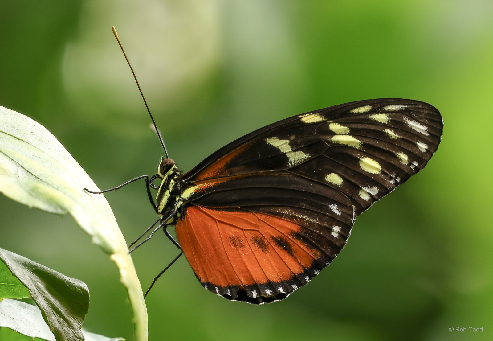 Tiger longwing : Whipsnade Zoo : 14 Jul 2024