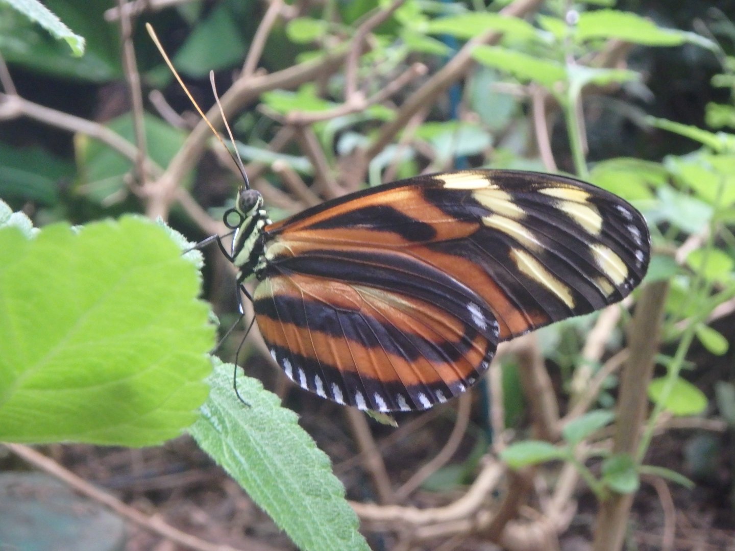 Tiger longwing