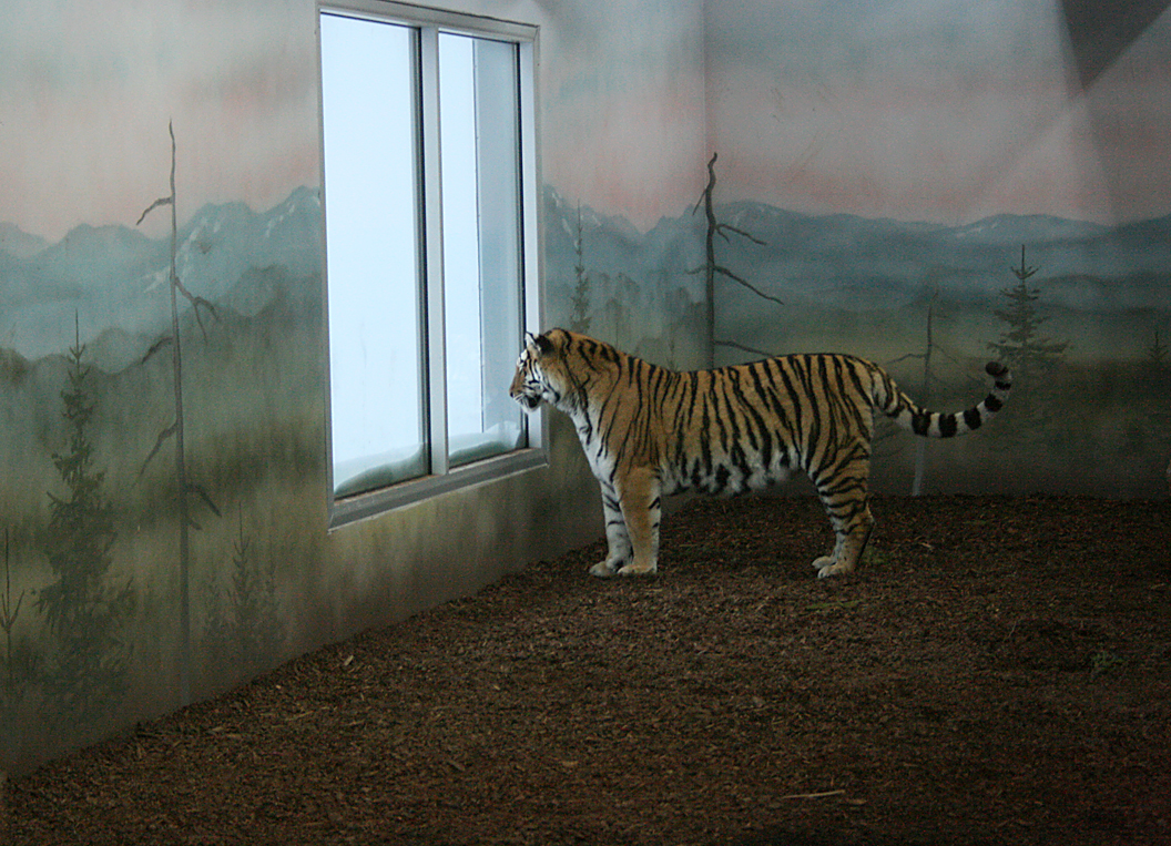 Tiger looking out - Orsa Bearpark