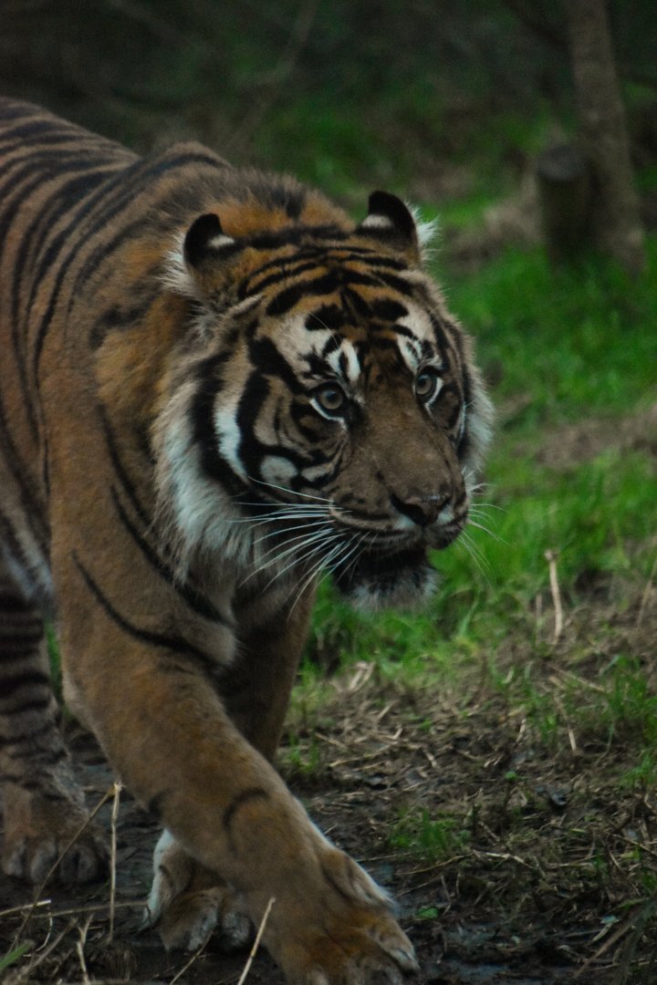 Tiger male Asim