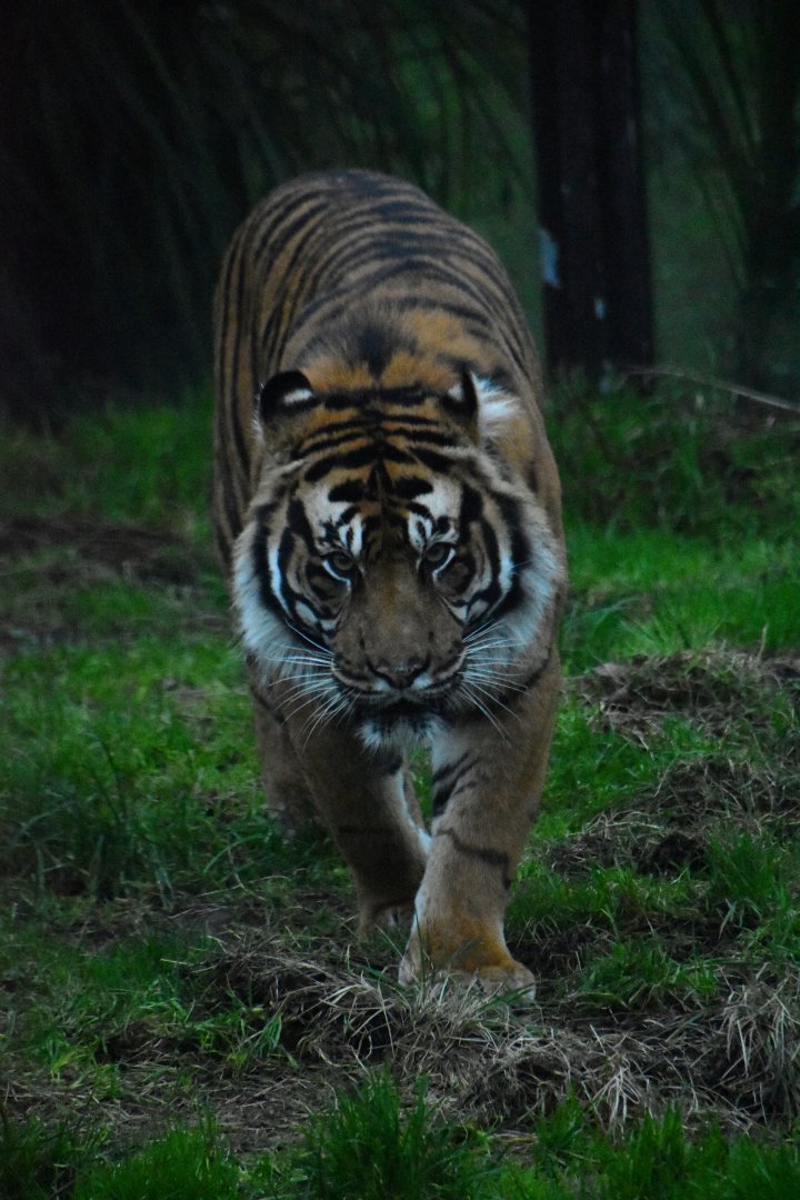 Tiger male Asim