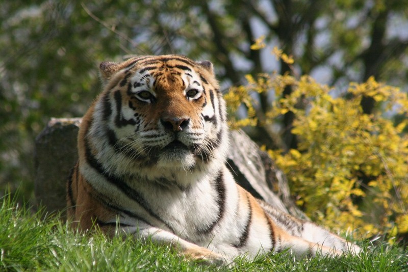 Tiger Mar - May 2010