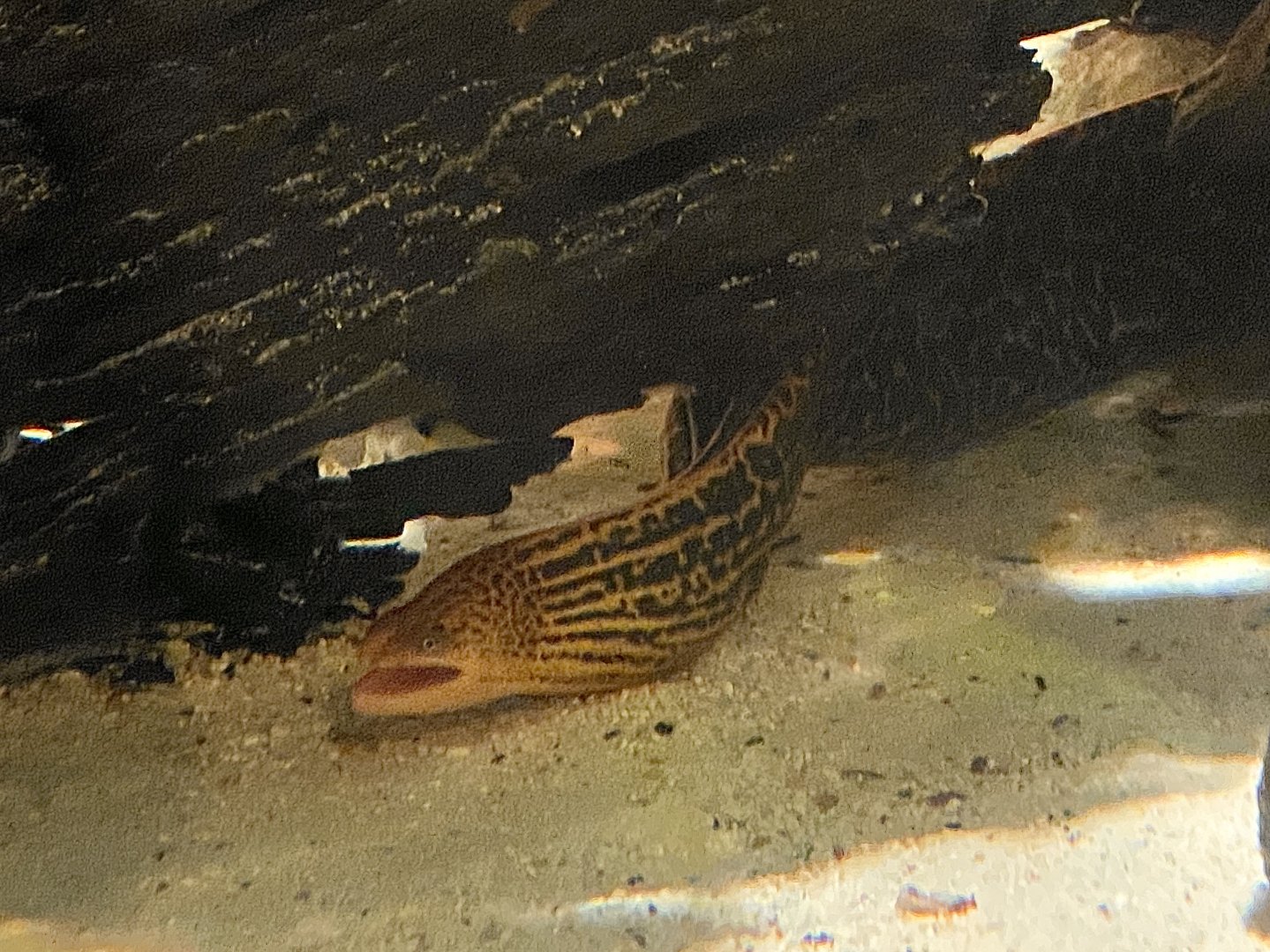 Tiger Moray (Gymnothorax polyuranodon)