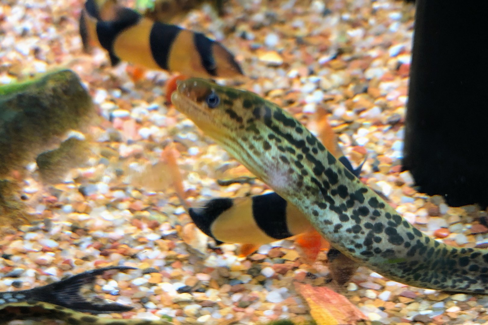 Tiger Moray (Gymnothorax polyuranodon)
