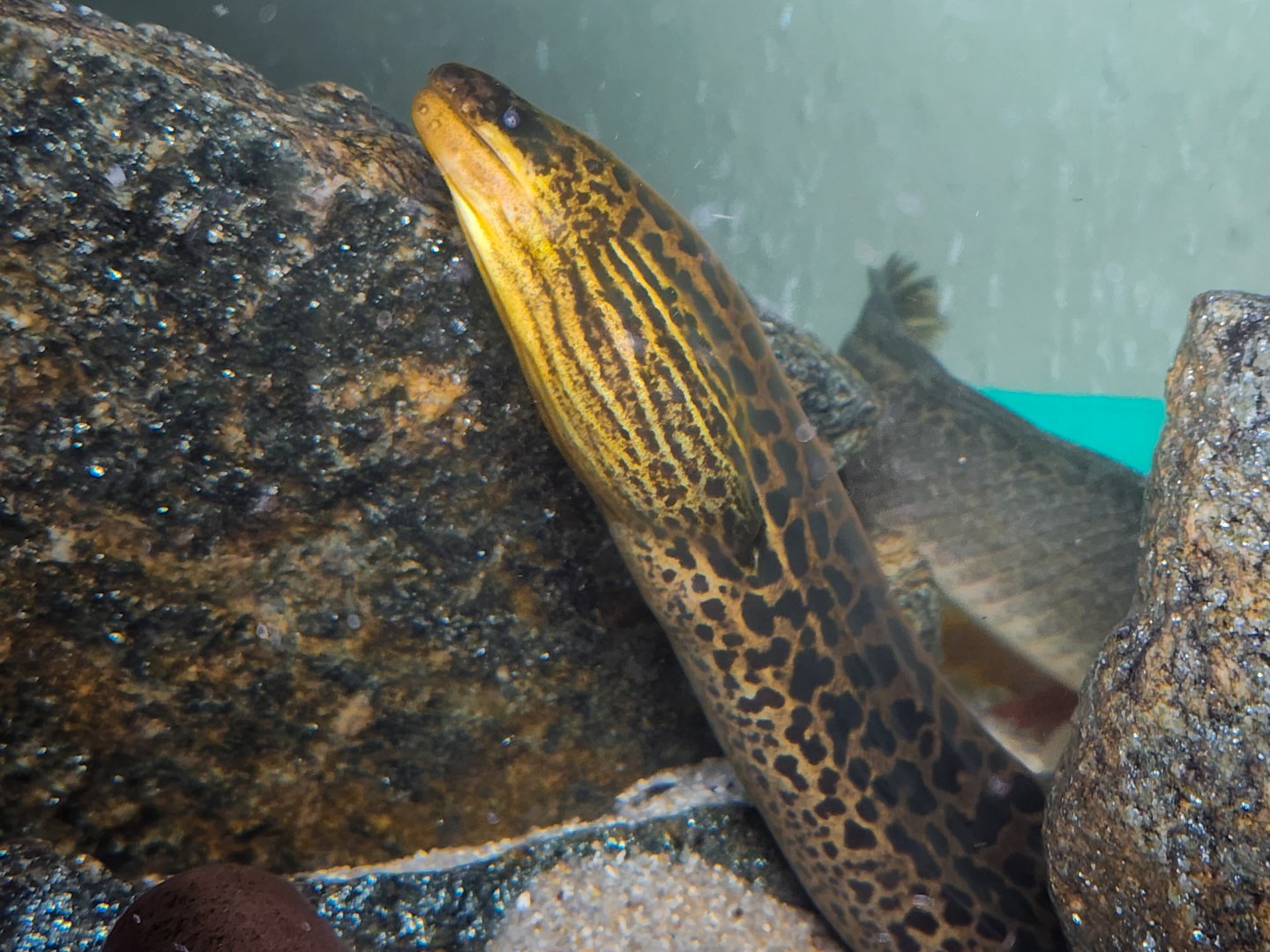 Tiger Moray (Gymnothorax polyuranodon)