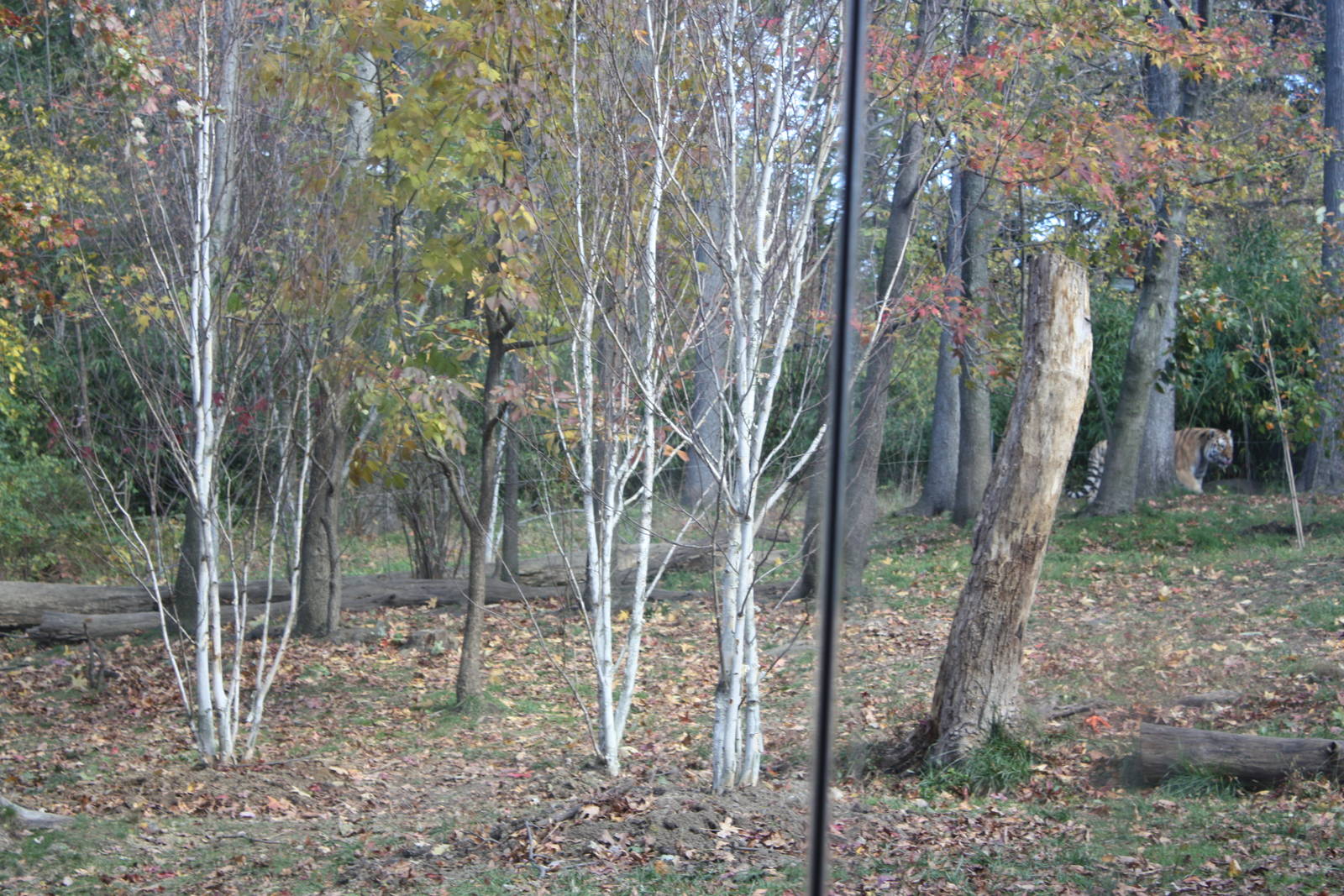Tiger Mountain- Amur Tiger Exhibit #1