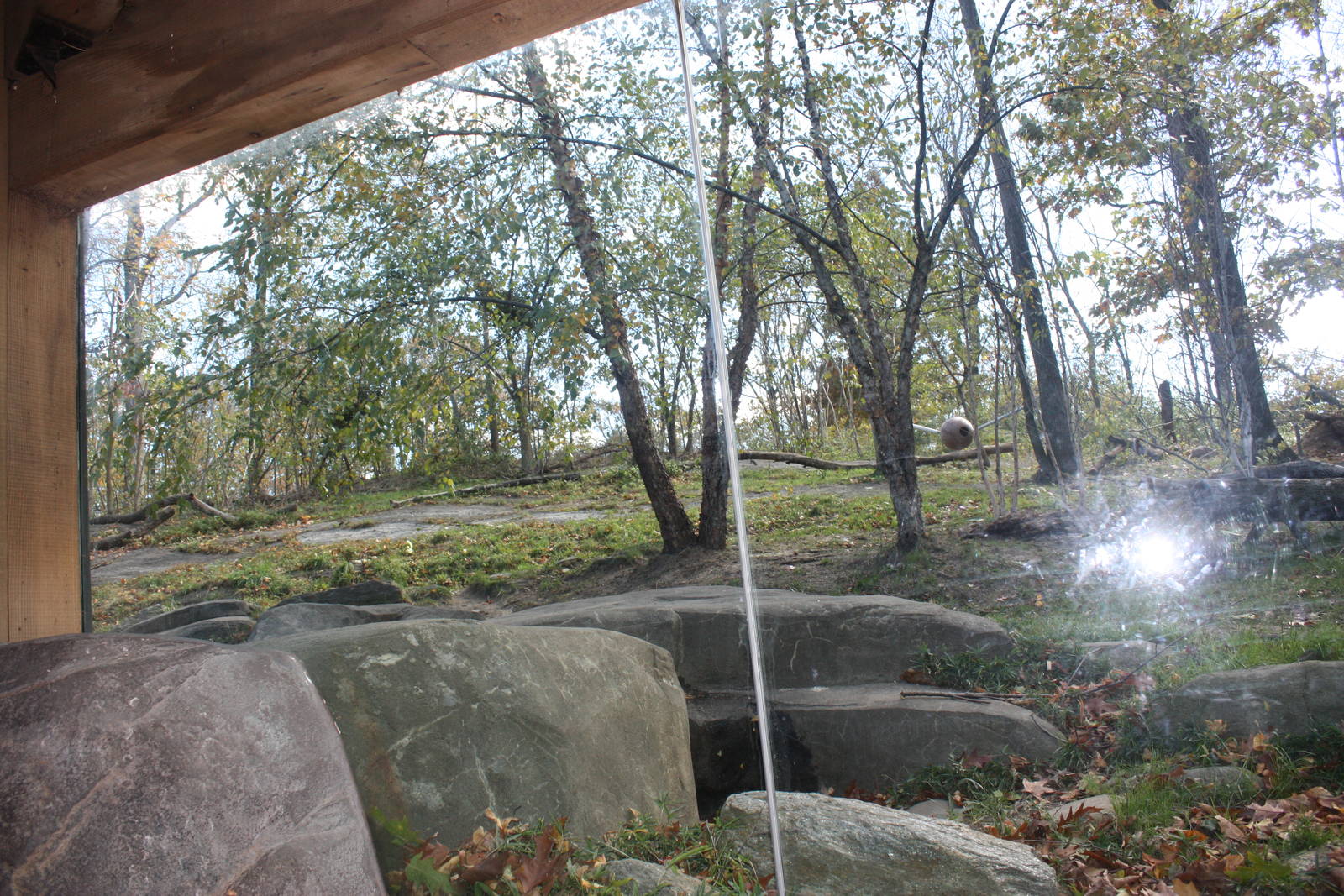 Tiger Mountain- Amur Tiger Exhibit #2
