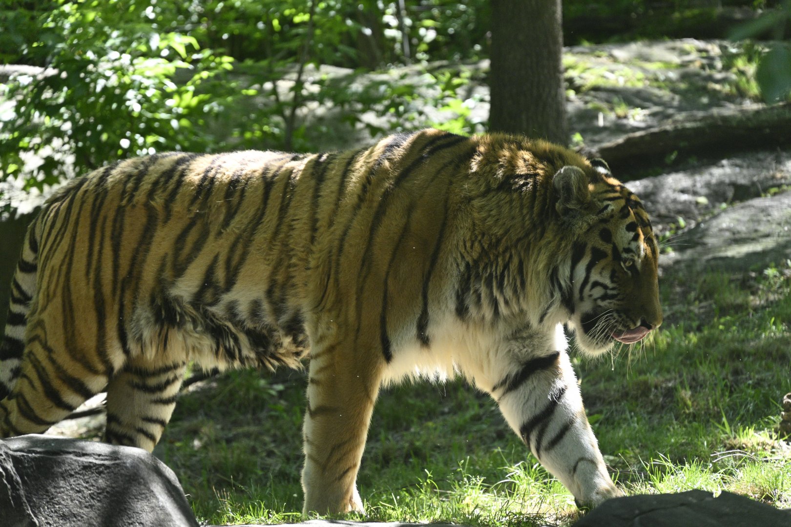 Tiger Mountain - Amur Tiger (Panthera tigris altaica)