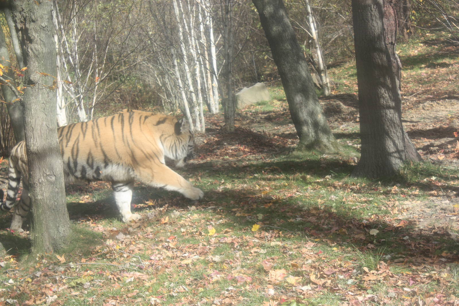 Tiger Mountain- Amur Tiger