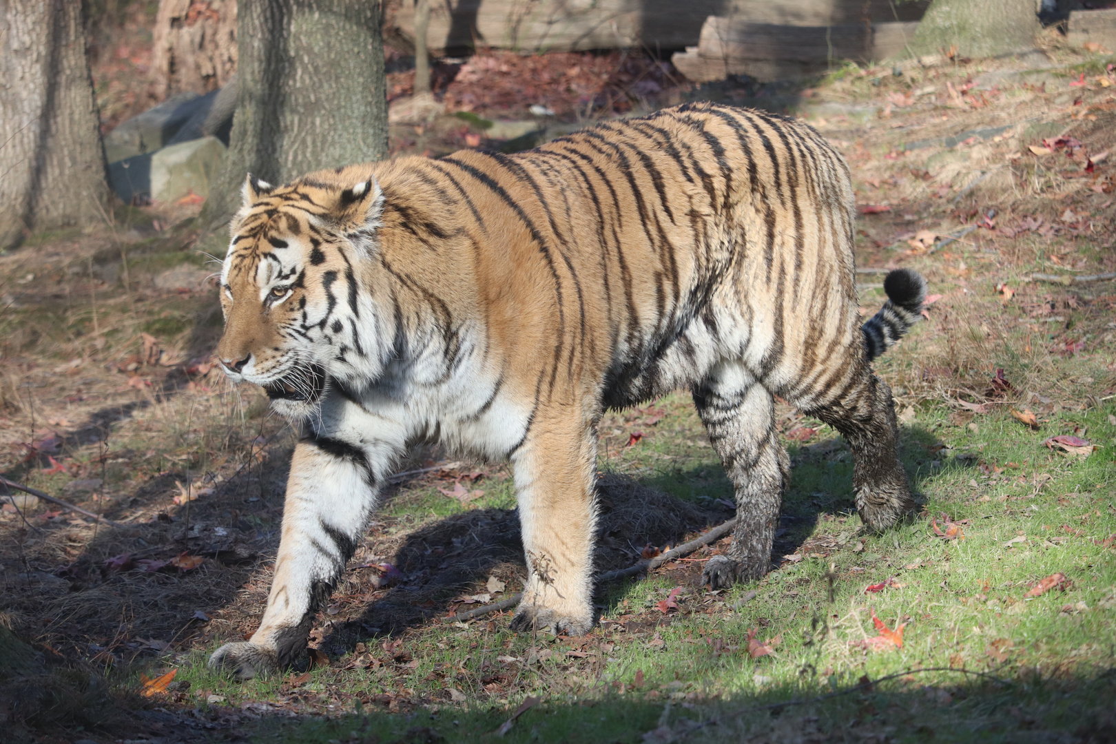 Tiger Mountain - Amur Tiger