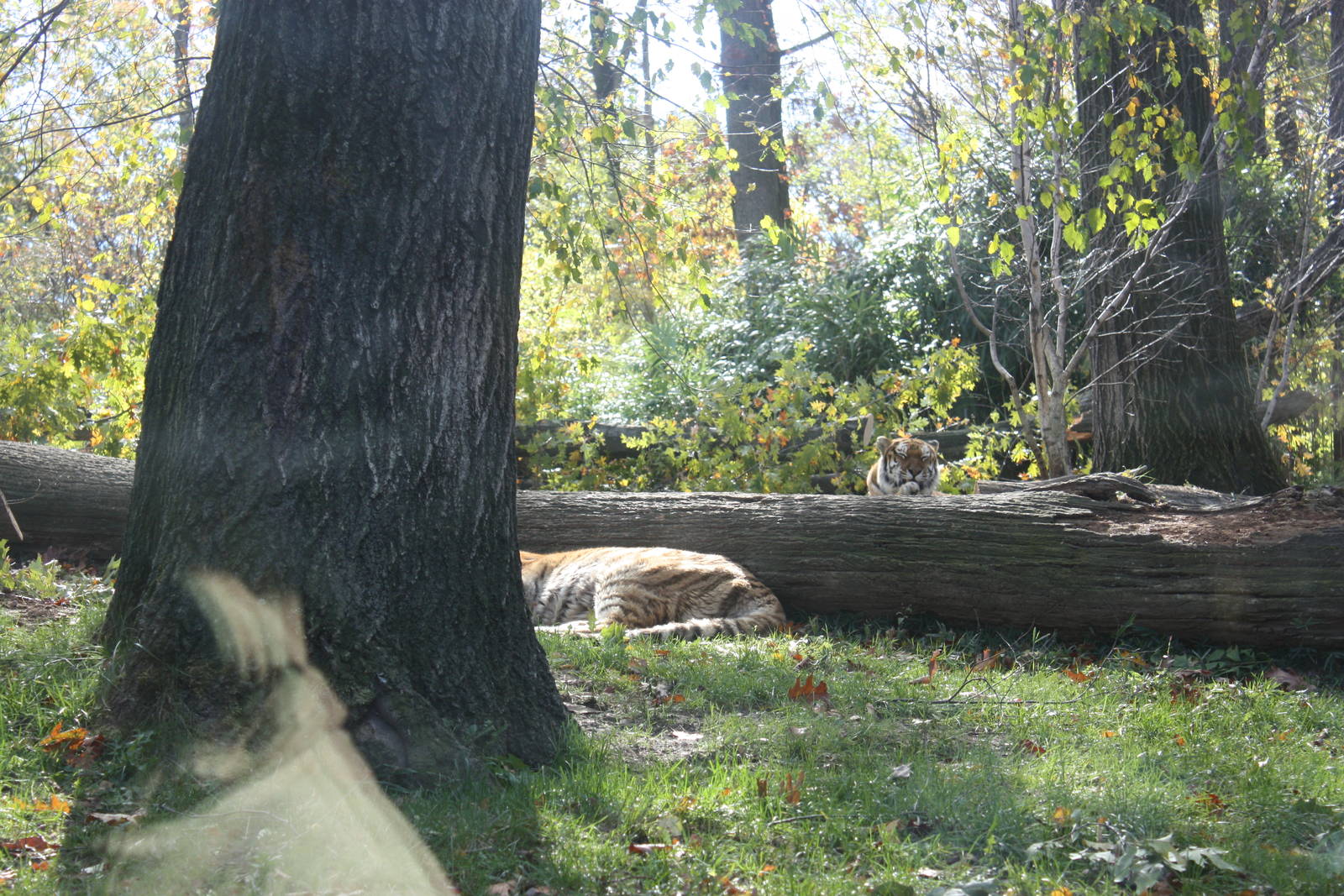 Tiger Mountain- Amur Tigers
