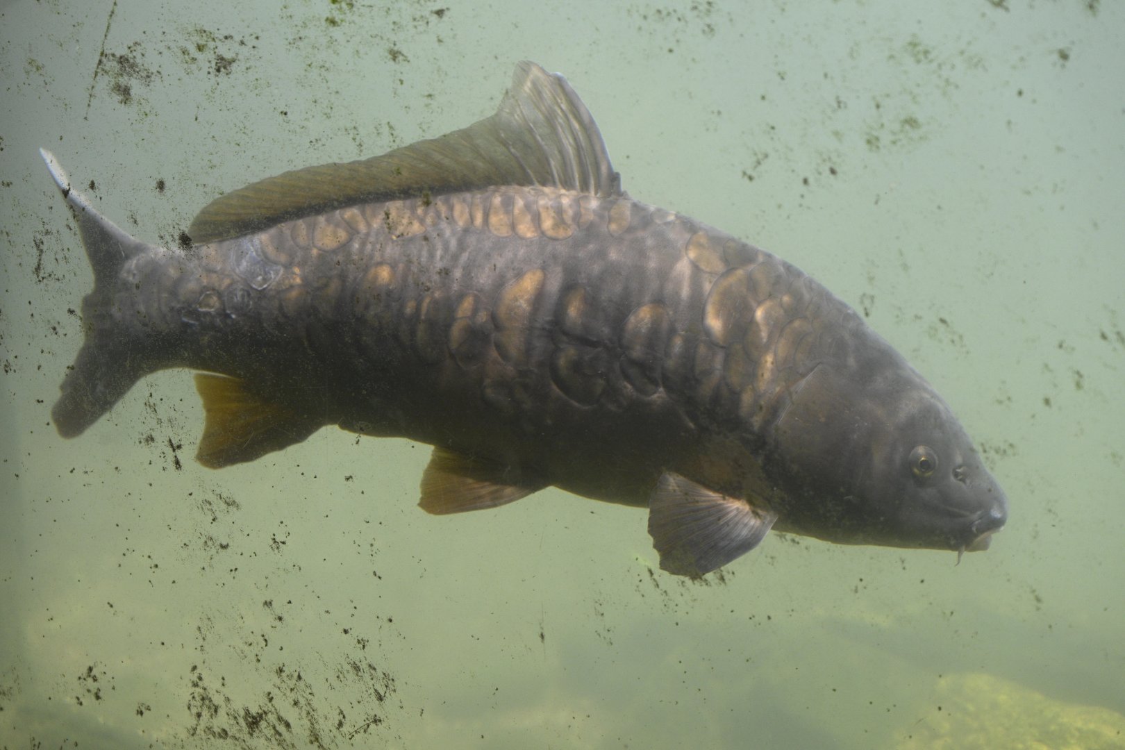 Tiger Mountain - Common Carp (Cyprinus carpio)