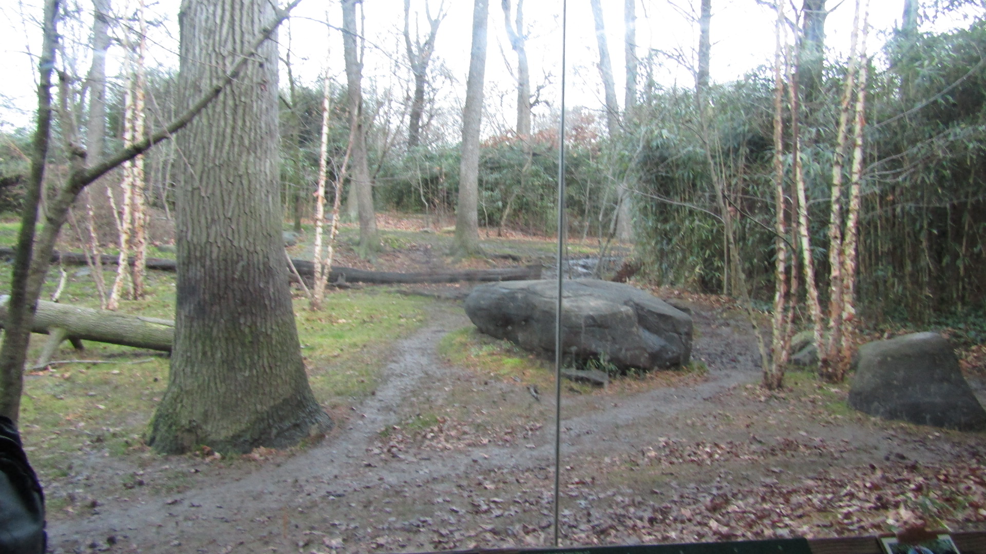 Tiger Mountain Exhibit #1