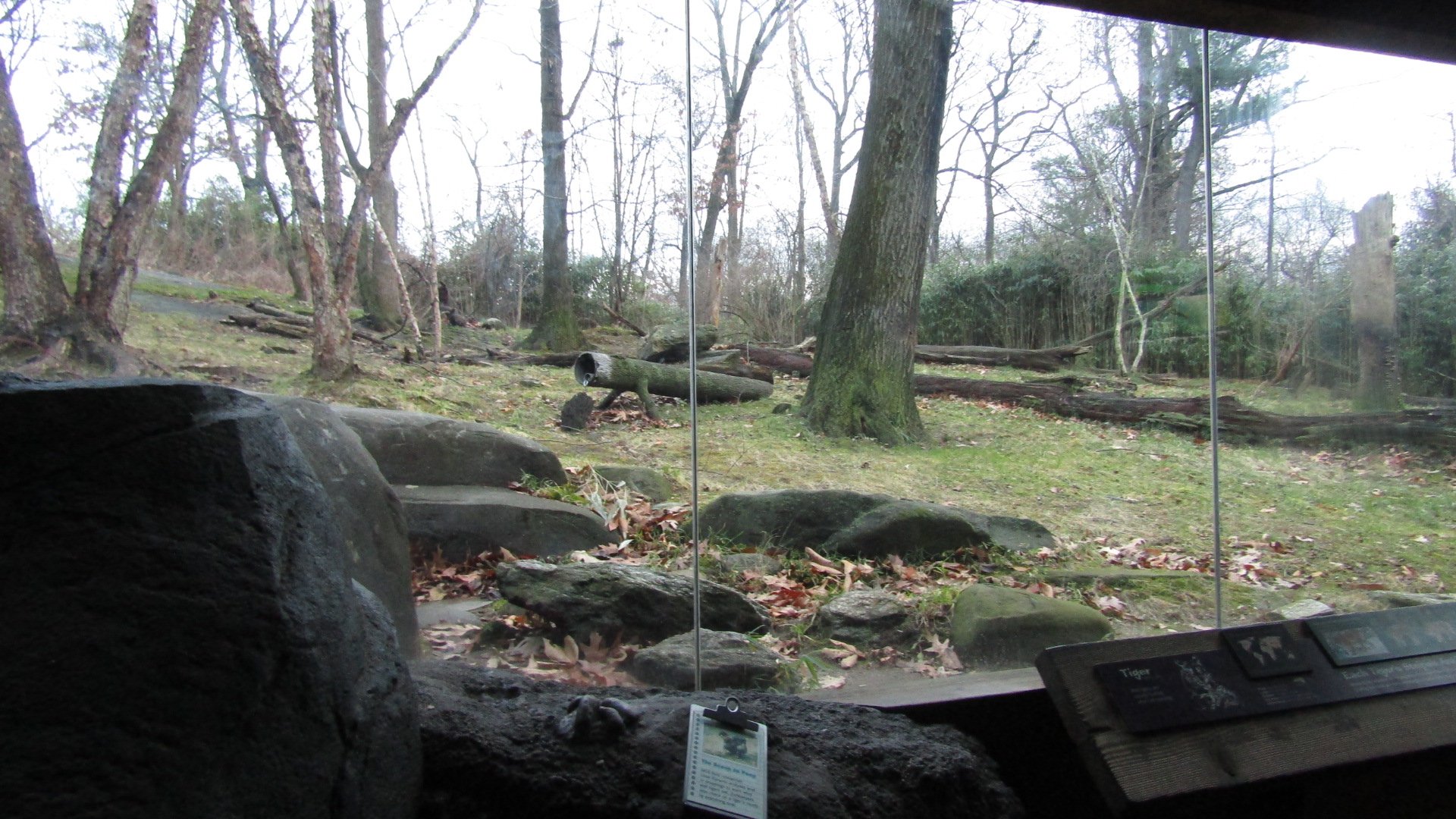 Tiger Mountain Exhibit #2