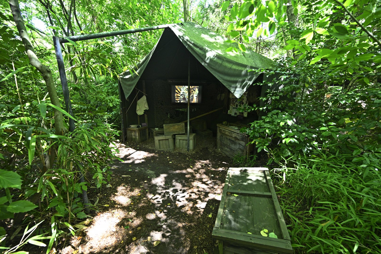 Tiger Mountain - Forest Camp