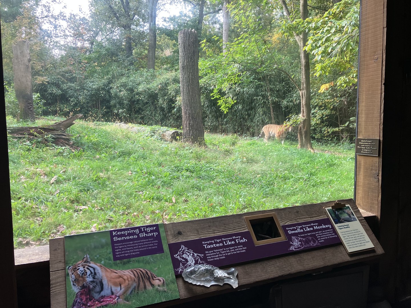 Tiger Mountain - Mainland Tiger Exhibit