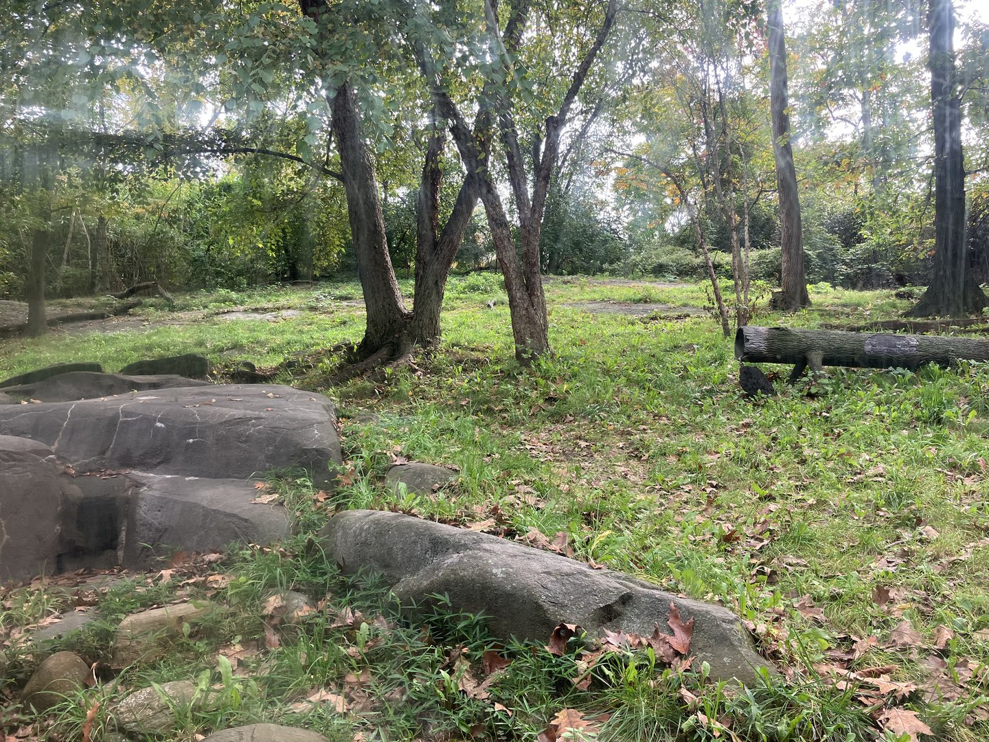 Tiger Mountain - Mainland Tiger Exhibit