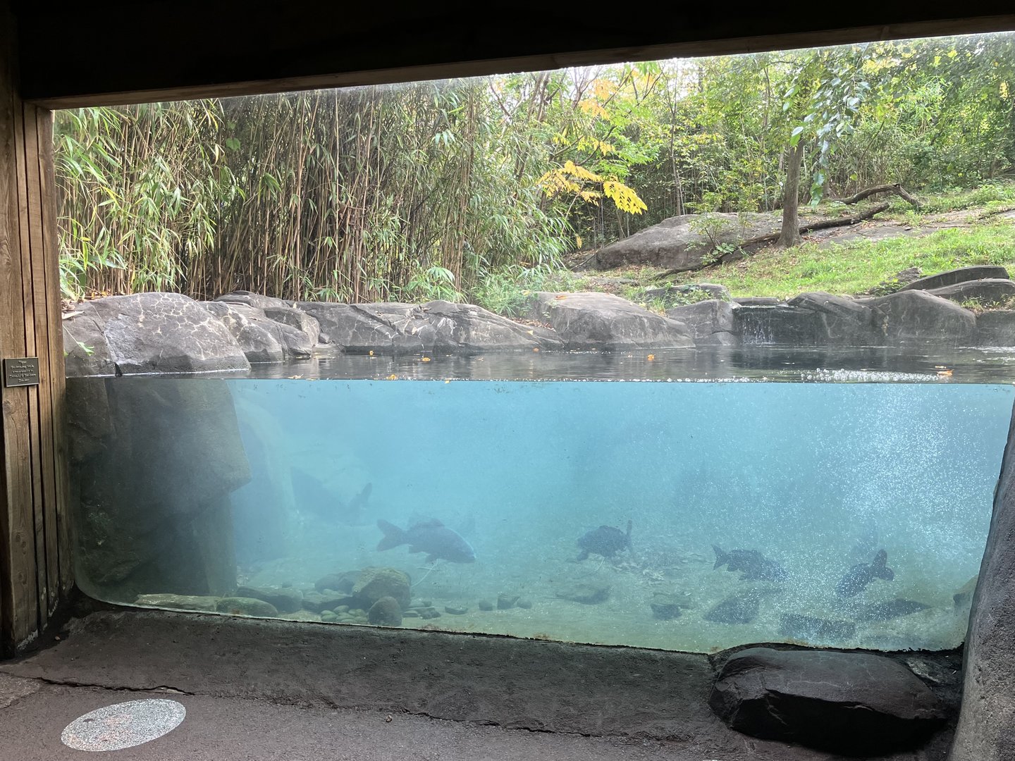 Tiger Mountain - Mainland Tiger Exhibit