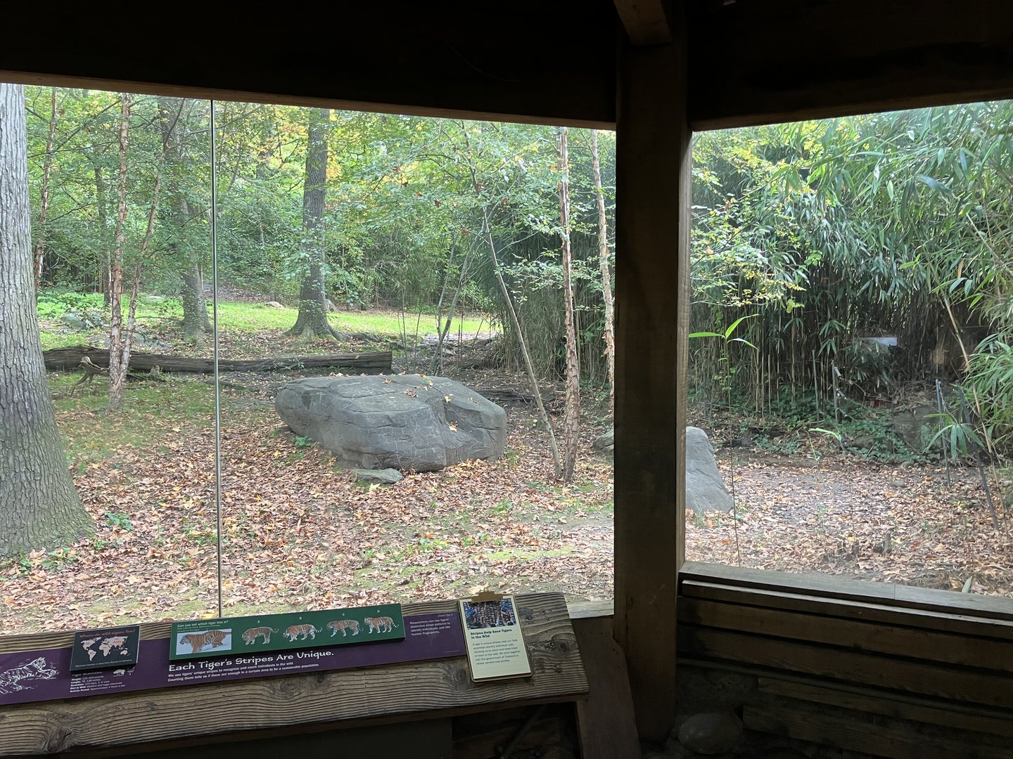 Tiger Mountain - Mainland Tiger