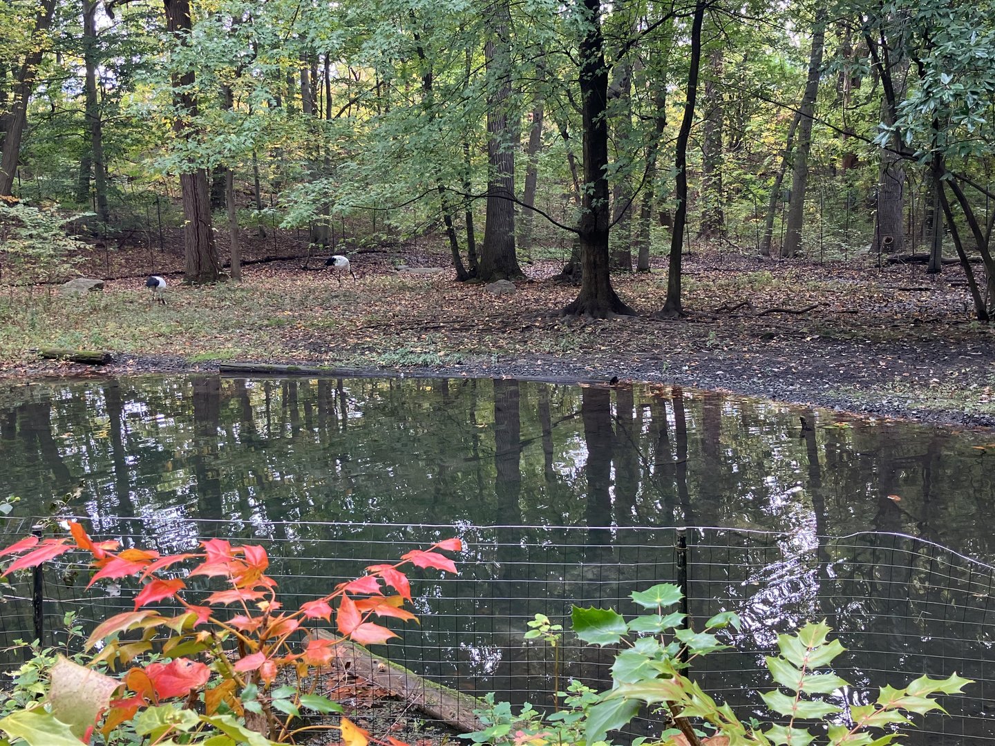 Tiger Mountain - Red-Crowned Crane Exhibit