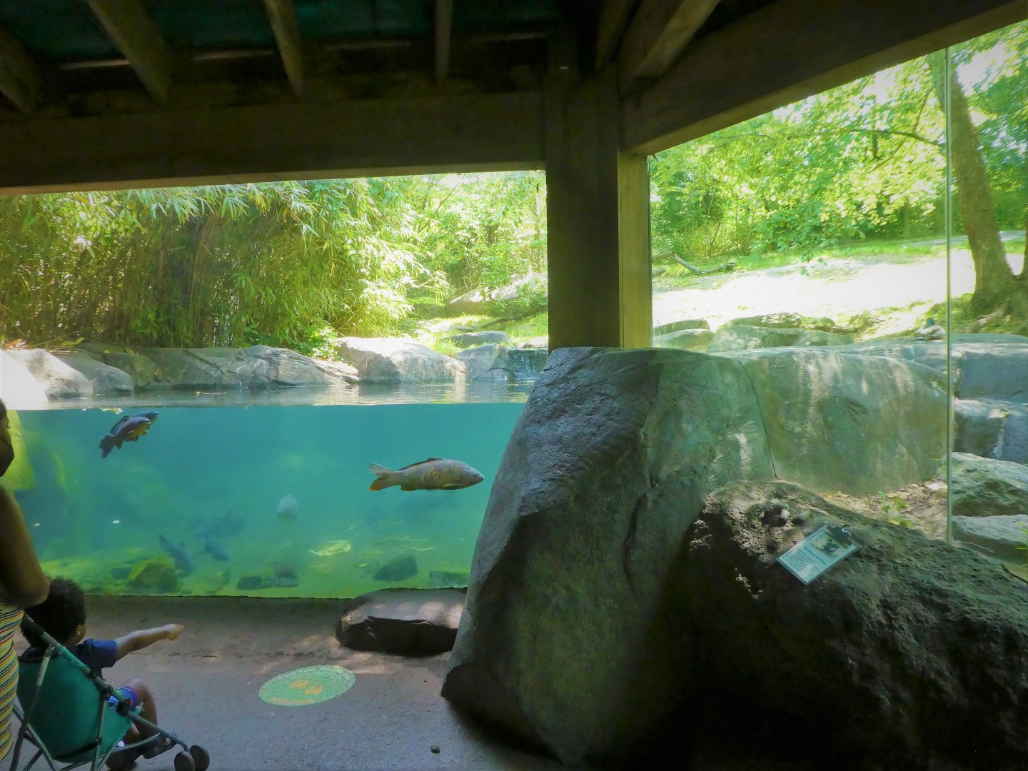 Tiger Mountain - Second Tiger Exhibit