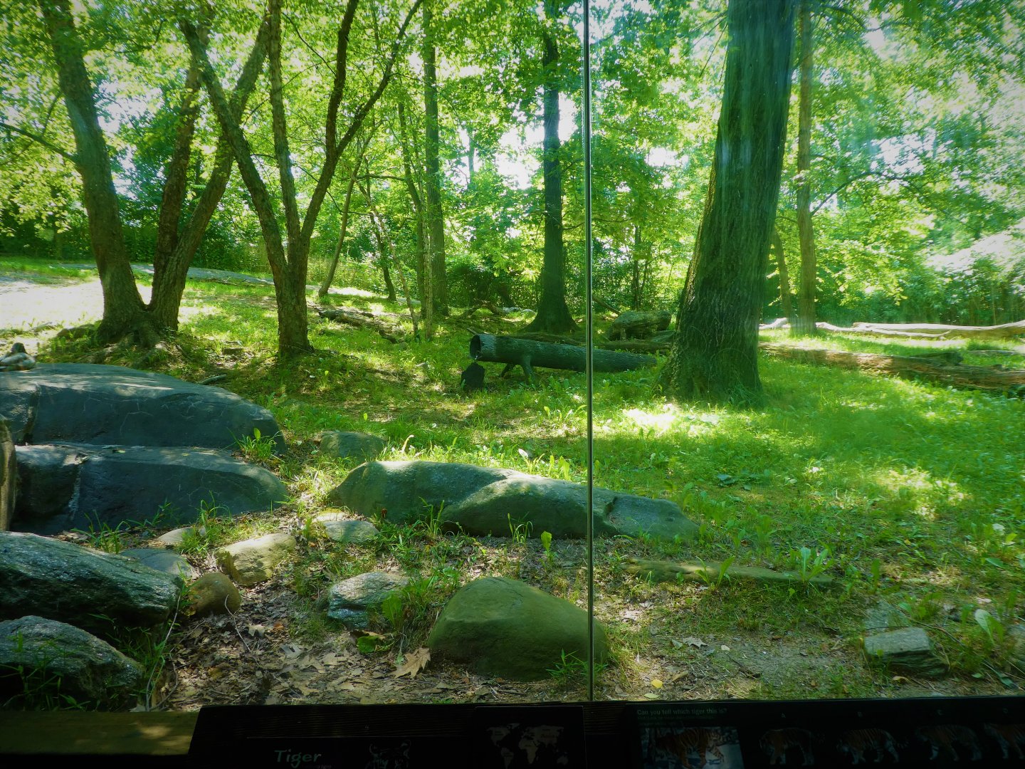 Tiger Mountain - Second Tiger Exhibit