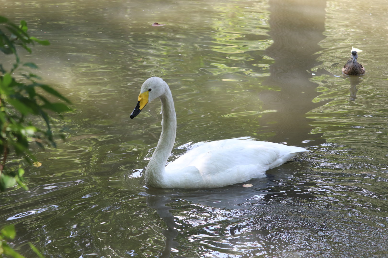 Tiger Mountain - Whooper Swan