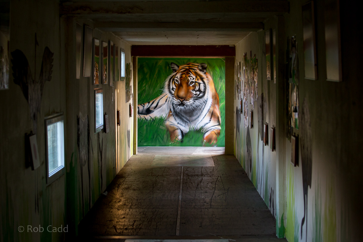 Tiger mural : Hamerton : 15 Oct 2017