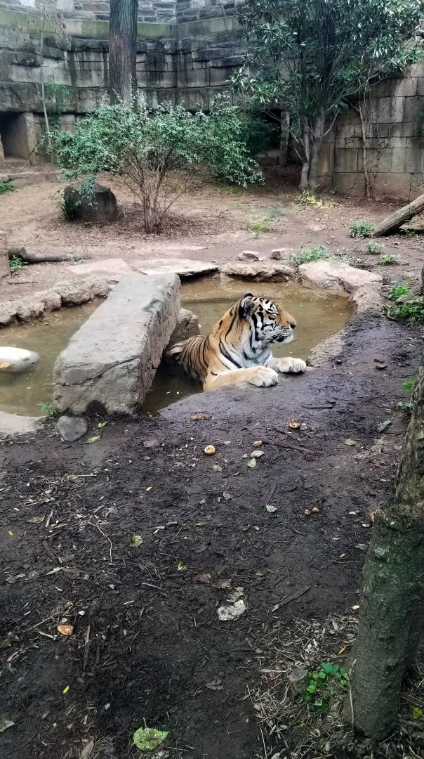 Tiger napping in the shallows