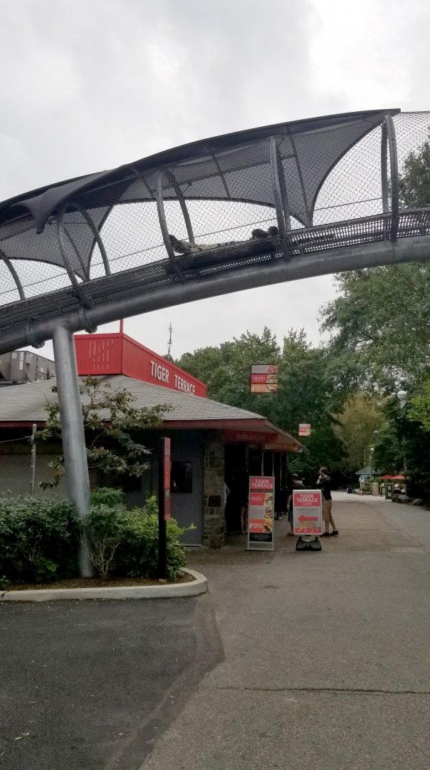 Tiger napping on the 360 trail